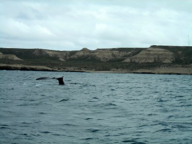 Whales off the coast of Peninsula Valdes in Argentina