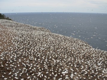 Cologne Sule Bassane Ile de Bonaventure in Canada
