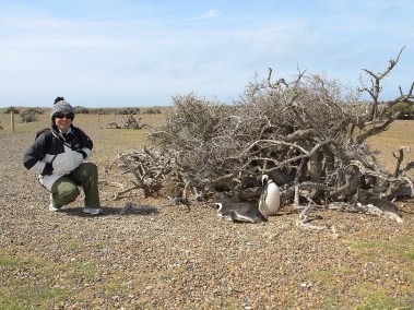 Magellanic penguins at Punta Tombo in Argentina