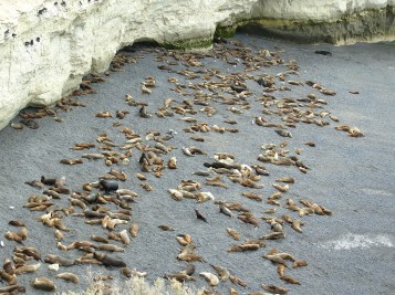 Sea Lions at Punta Delgada, Valdes Peninsula, Argentina
