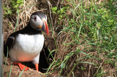 Pulcinella di Mare in Iceland