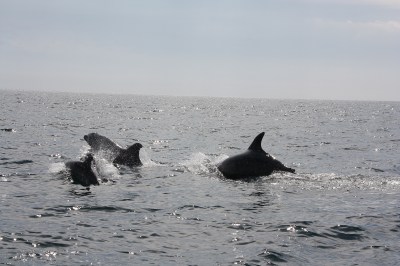 Dolphins at Setubal in Portugal