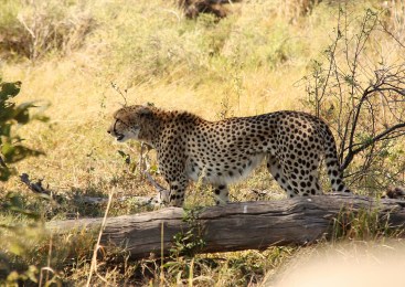Gheapardo hunting in the park Chobe NP in Botswana