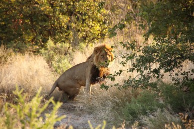 Lion in the park Chobe NP in Botswana