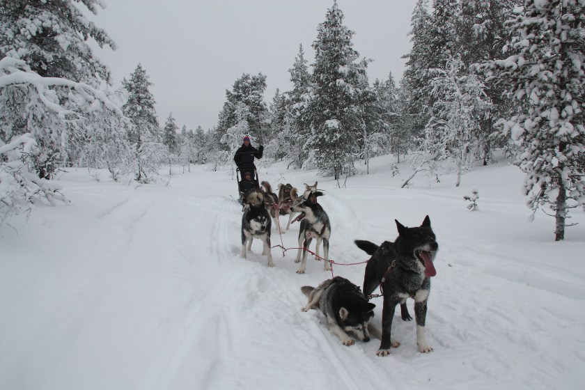 Uscita con la slitta trainata dai cani