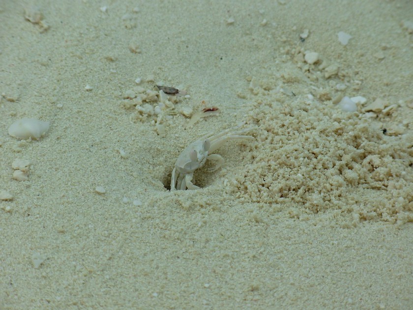 granchiocheescedallasabbia