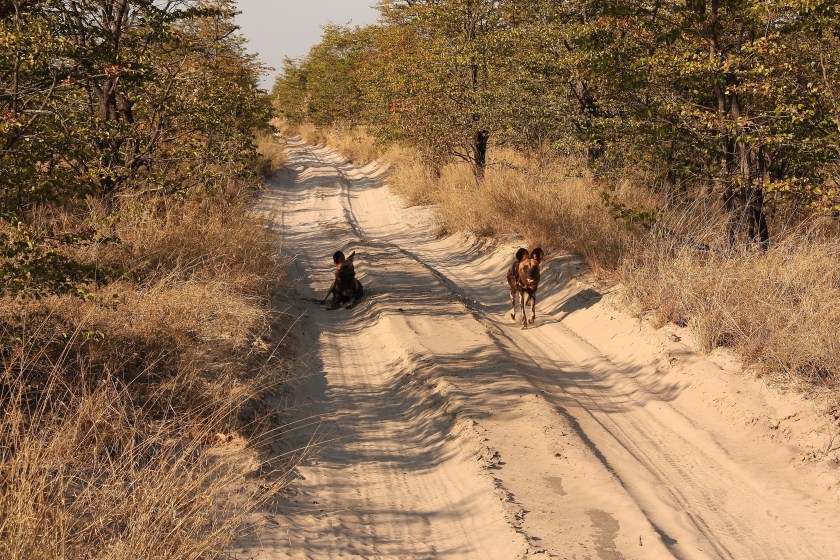 Licaoni animale simbolo del Botswana