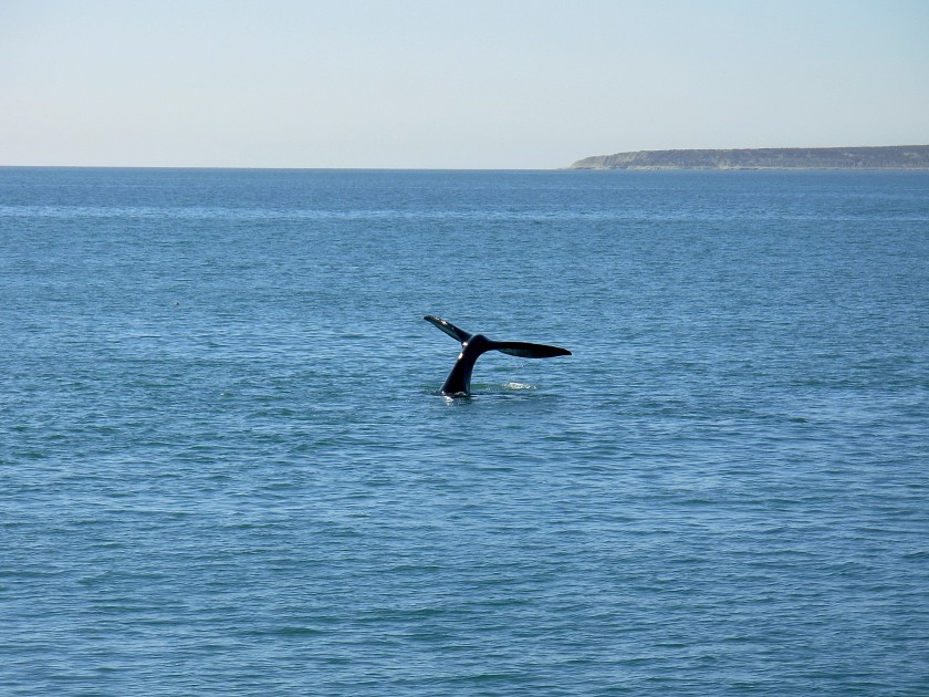 Balena a Puerto Madrin