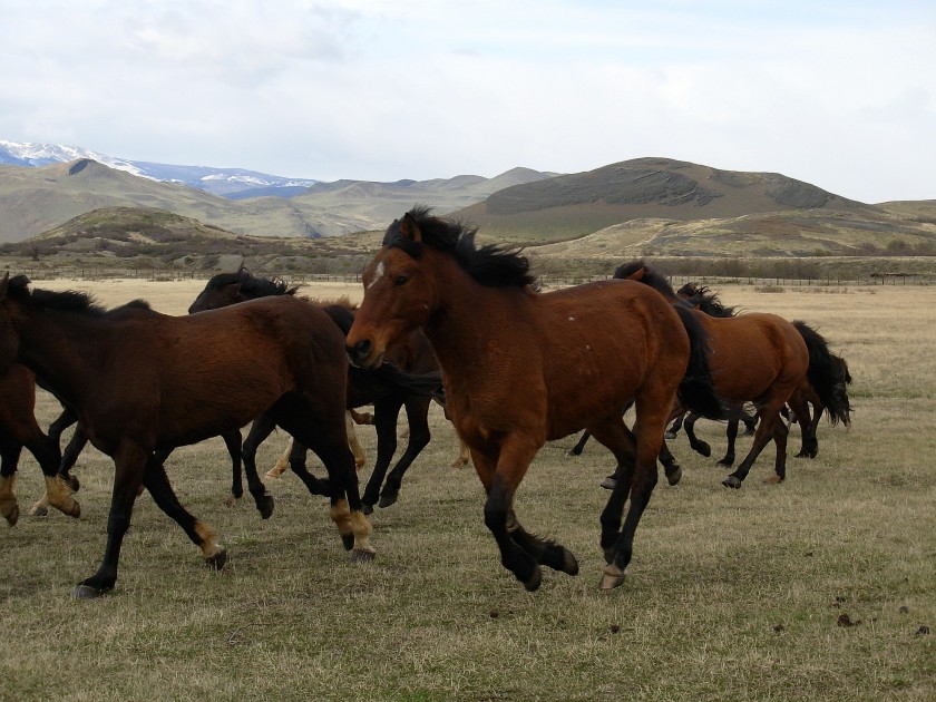 Cavalli al pascolo in Cile