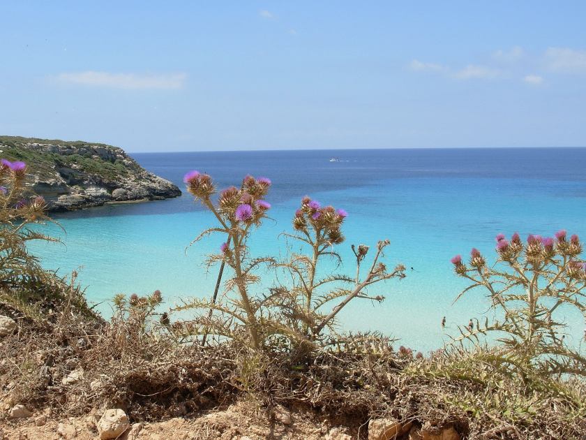 Fiori e mare a Lampedusa