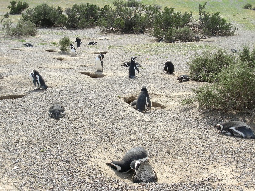 Pinguini di Magellano a Punta Tombo