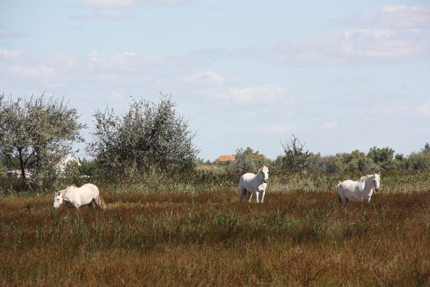 Cavalli CAMARGUE