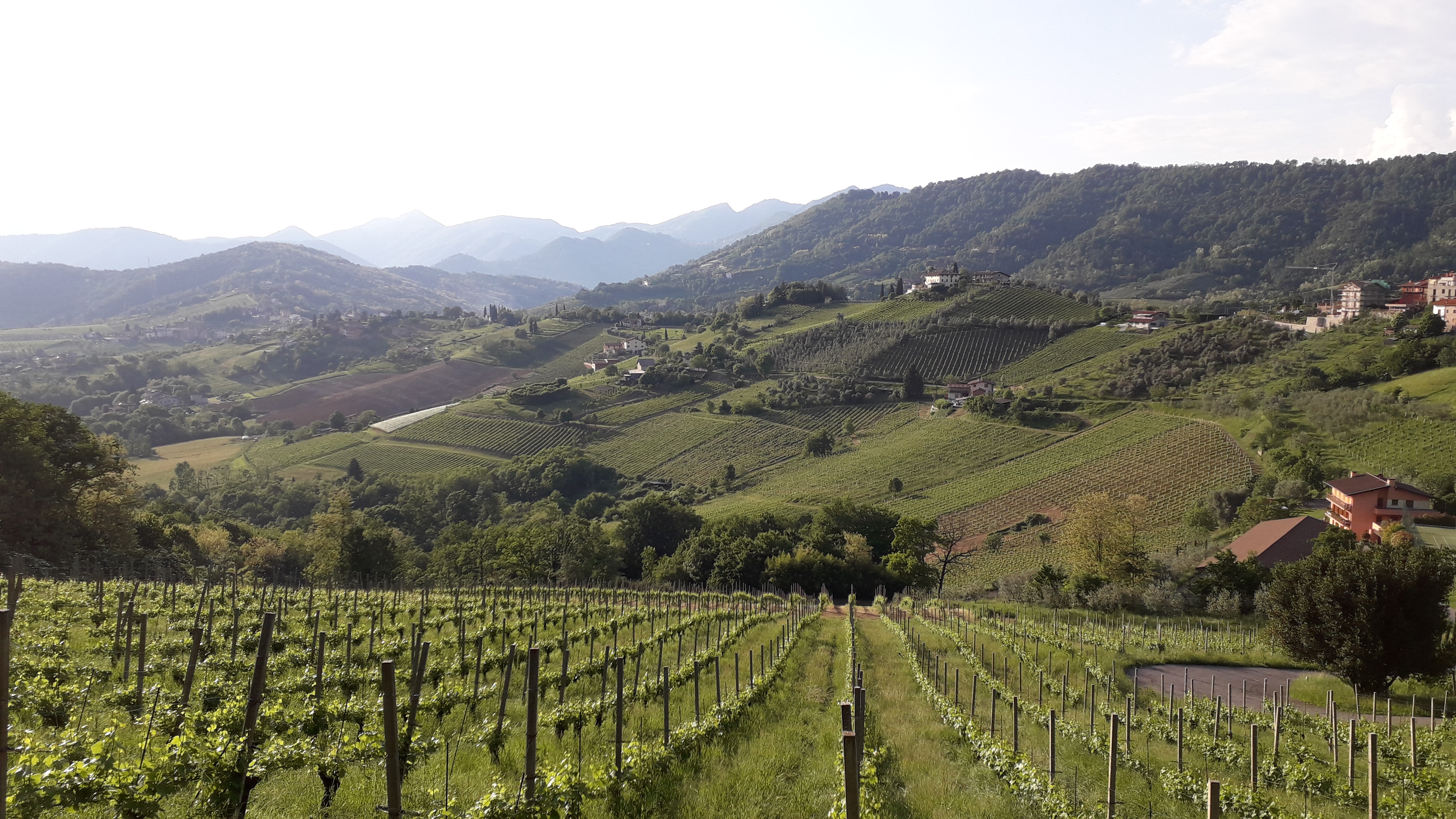 Vigneti di Scanzorosciate