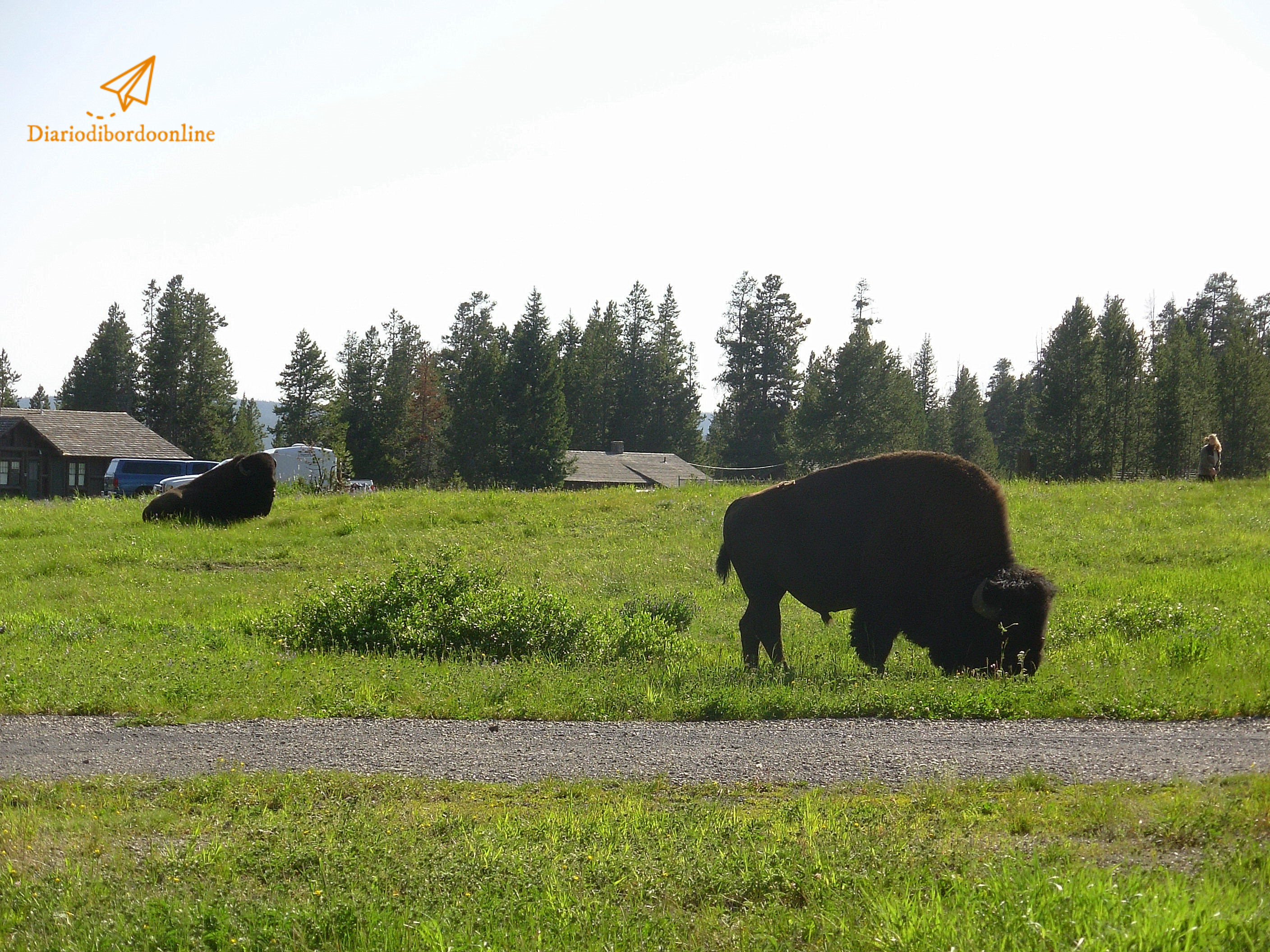 Bisonti allo Yellowstone NP