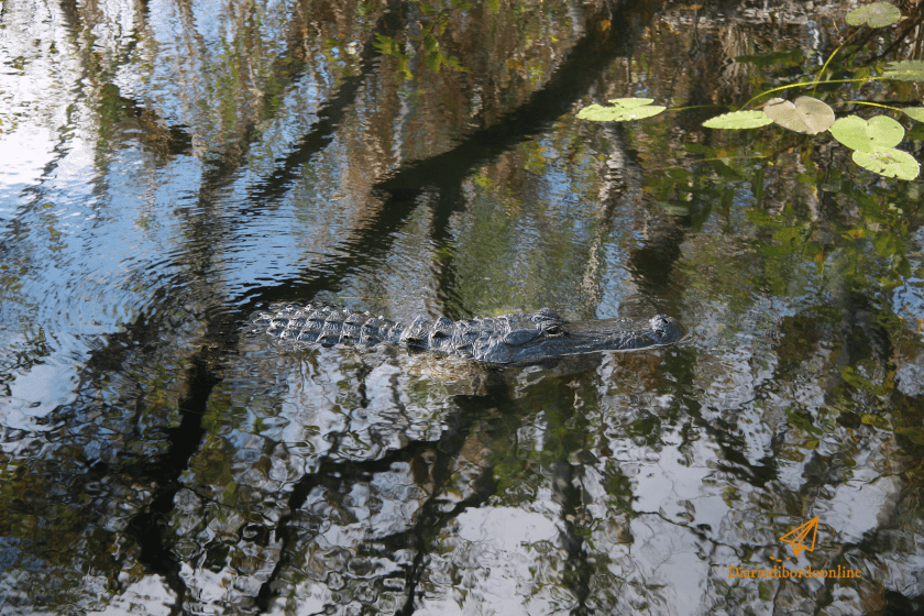Alligatore a Evergledes National Park