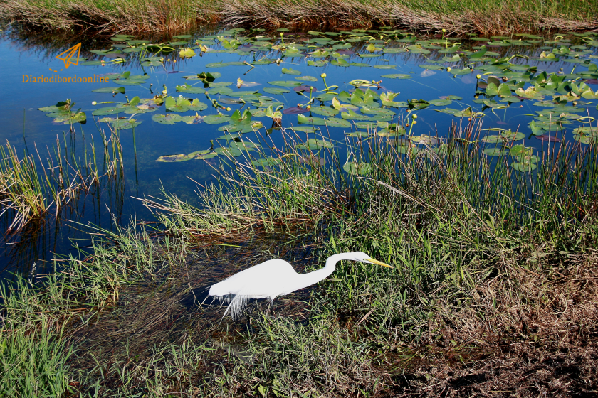 Everglades National Park