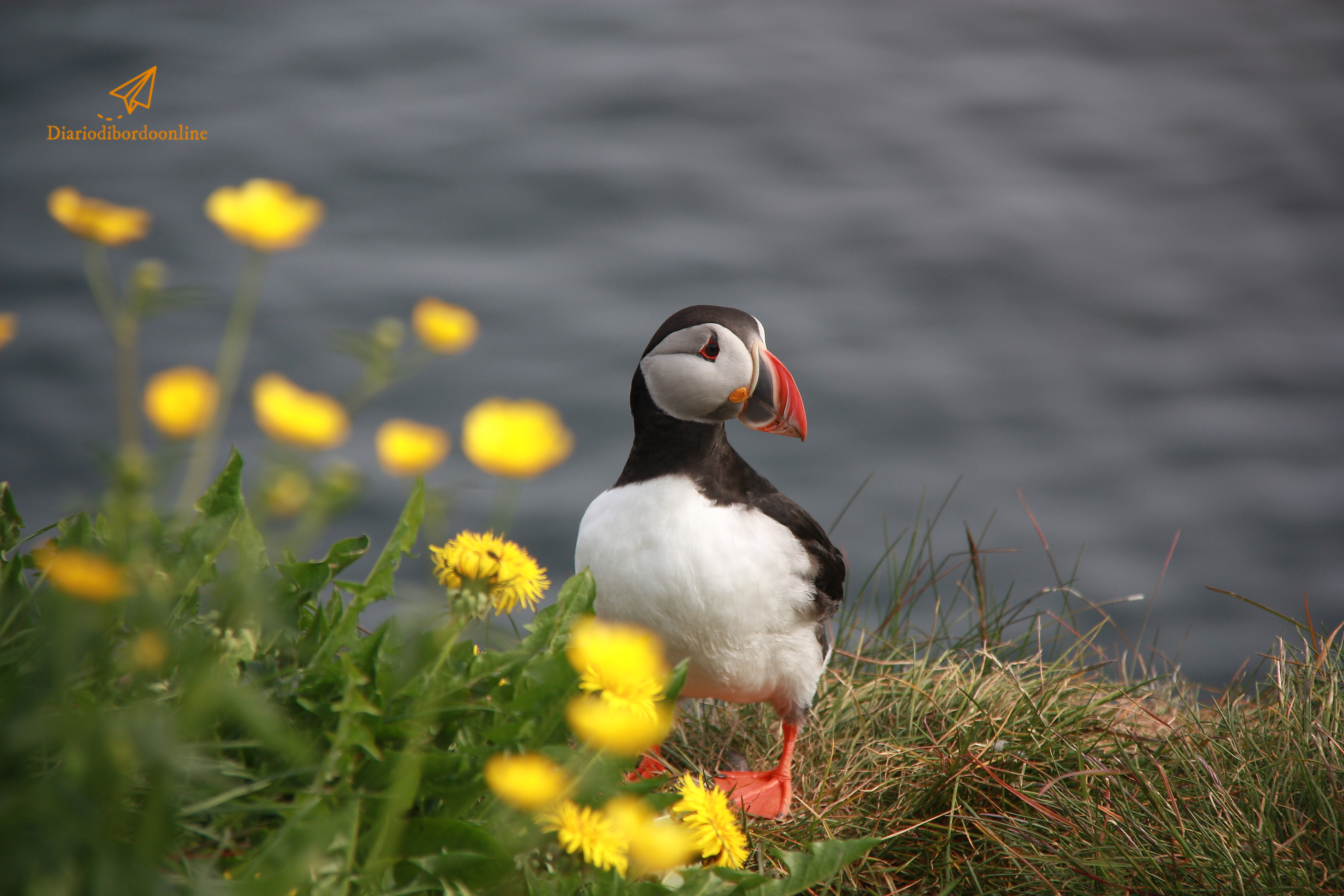 Puffin in Islanda